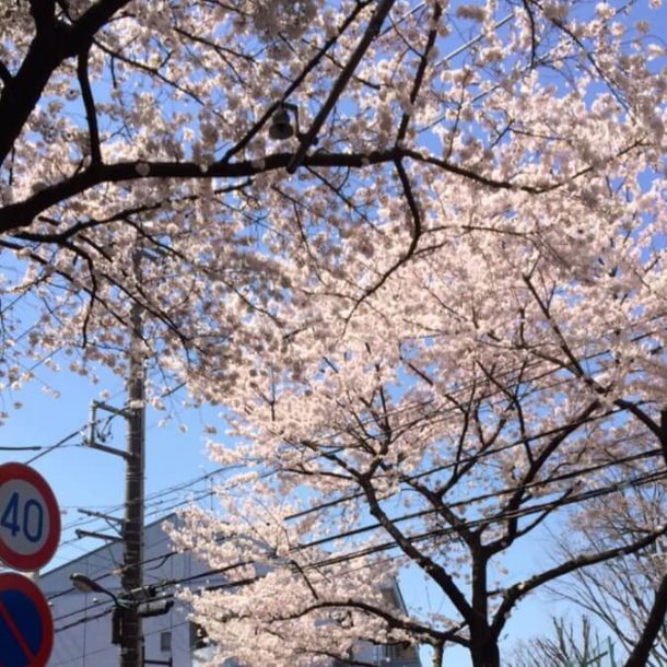 桜